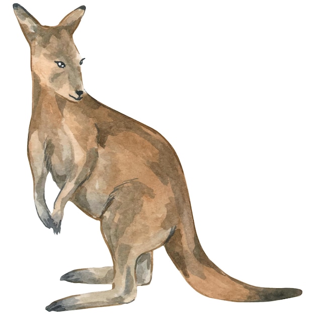 Watercolor illustration of kangaroo