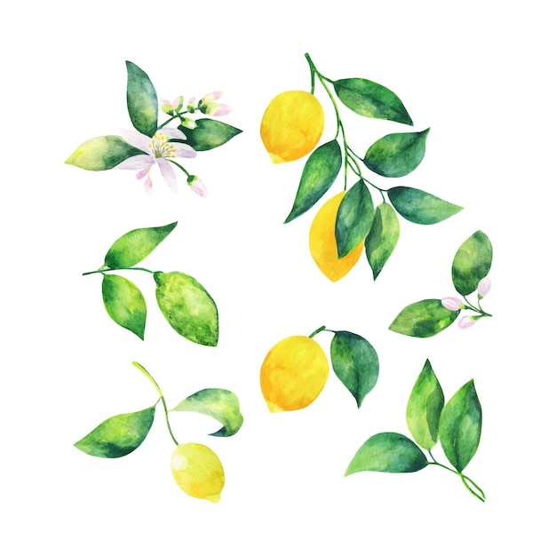 Watercolor illustration of a lemon branch with leaves and citrus