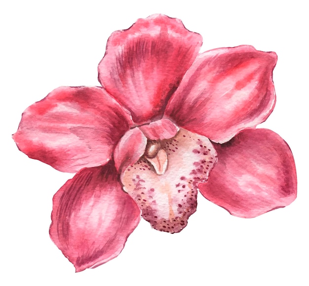 Watercolor illustration magenta color orchid