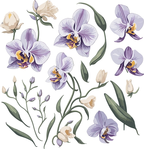 Watercolor illustration of Orchid A set of components vector