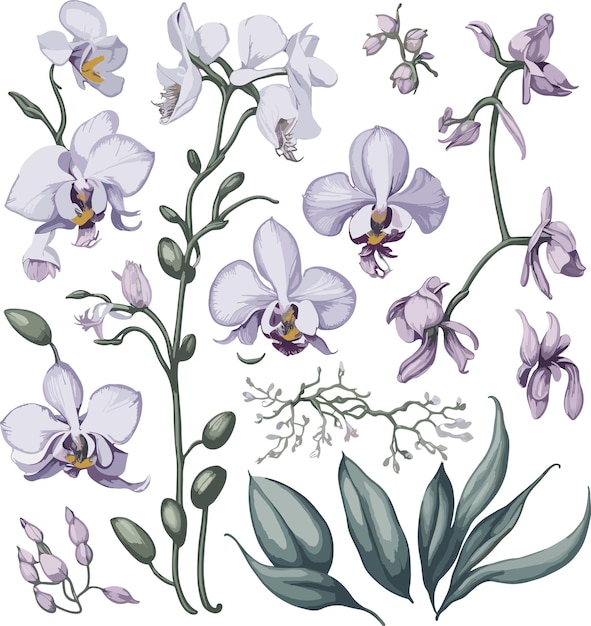 Watercolor illustration of Orchid A set of components vector