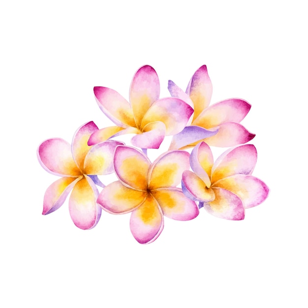 Vector watercolor illustration of pink plumeria bouquet isolated on a white background