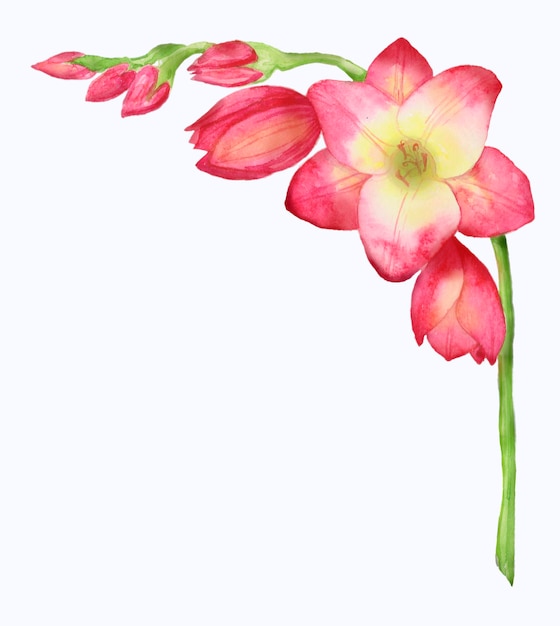 Watercolor illustration of a red freesia bouquet branch with buds