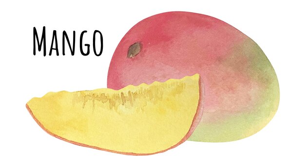 Vector watercolor illustration of red and yellow mango fresh raw fruit mango lover illustration