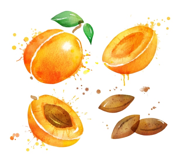 Watercolor illustration set of apricot