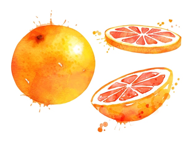 Watercolor illustration set of grapefruit