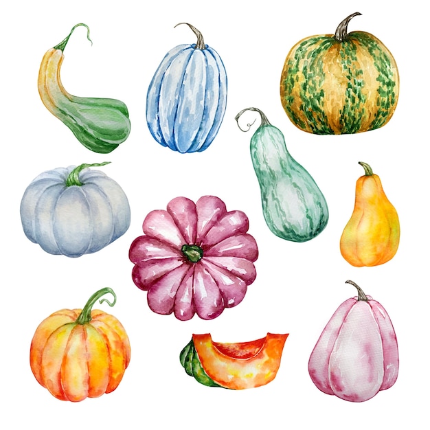 Watercolor illustration set of ten separate pumpkins of different shapes and different colors