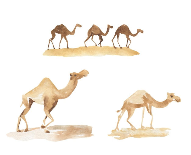 Watercolor illustration silhouette of a camel