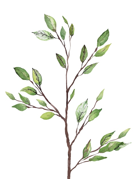 Watercolor illustration of tree trunk leaves