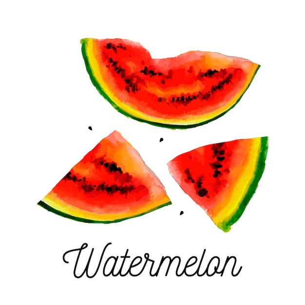 Watercolor illustration of watermelon on texture paper.  illustration.