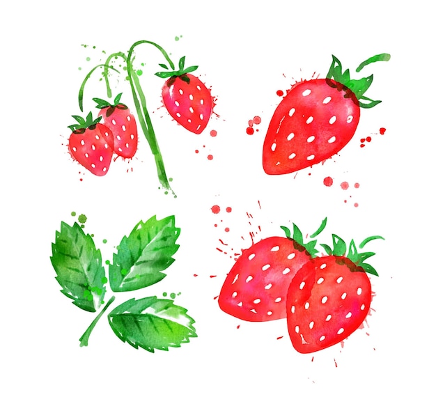 Watercolor illustration of wild strawberries