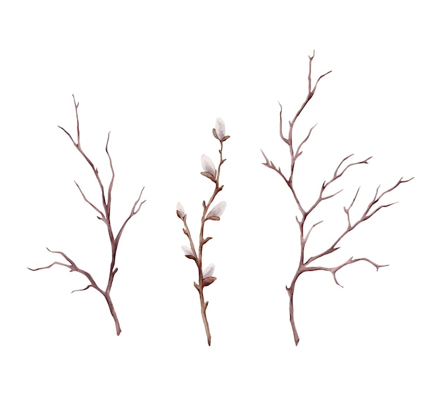 Watercolor illustration willow branches and tree branch without leaves Brown dry straight twig Isolated on a white background Spring floral easter elements For holiday print design