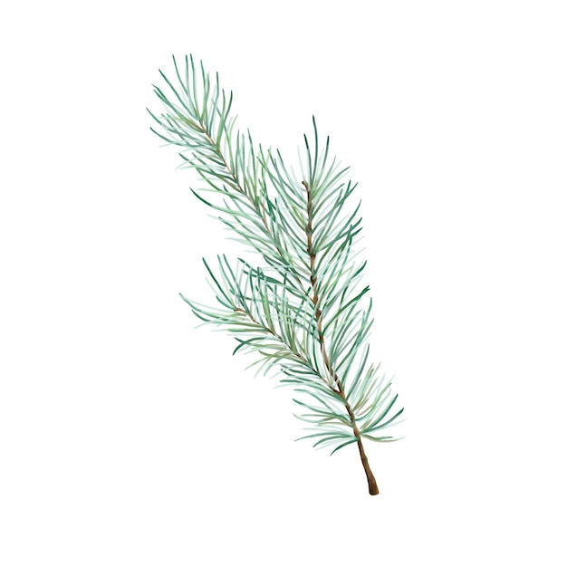 Watercolor illustration, winter greenery, pine branch on a white background