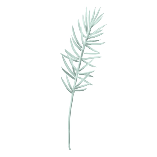 Watercolor illustration winter greenery pine branch on a white background