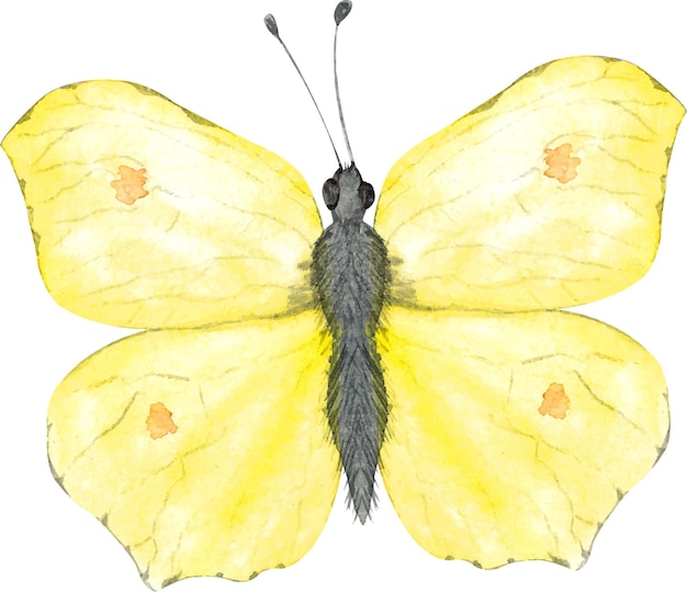 Watercolor illustration with lemongrass butterfly on an isolated white background