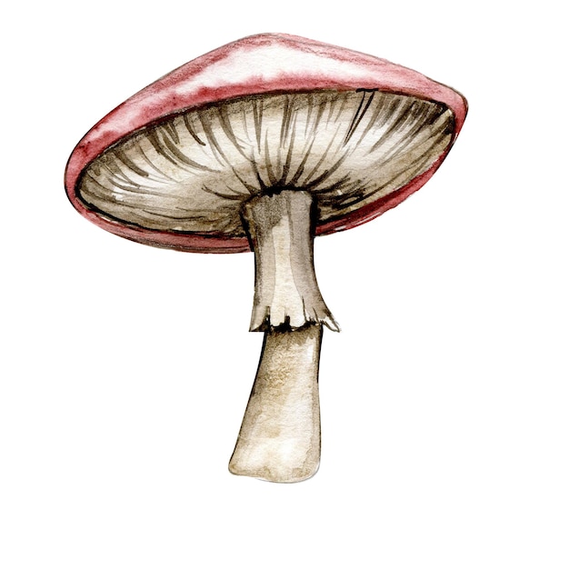 Watercolor illustration with red mushroom. Hand drawn element. Forest cute mushroom isolated .