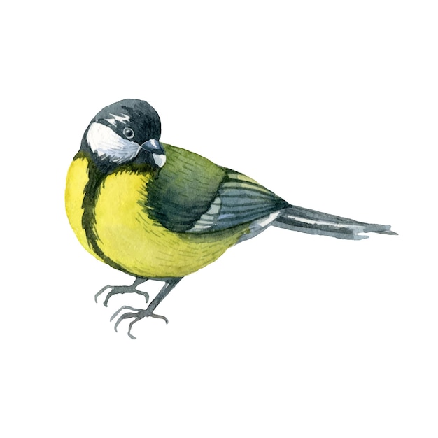 Watercolor illustration with yellow wild titmouse bird on white background Vector illustration