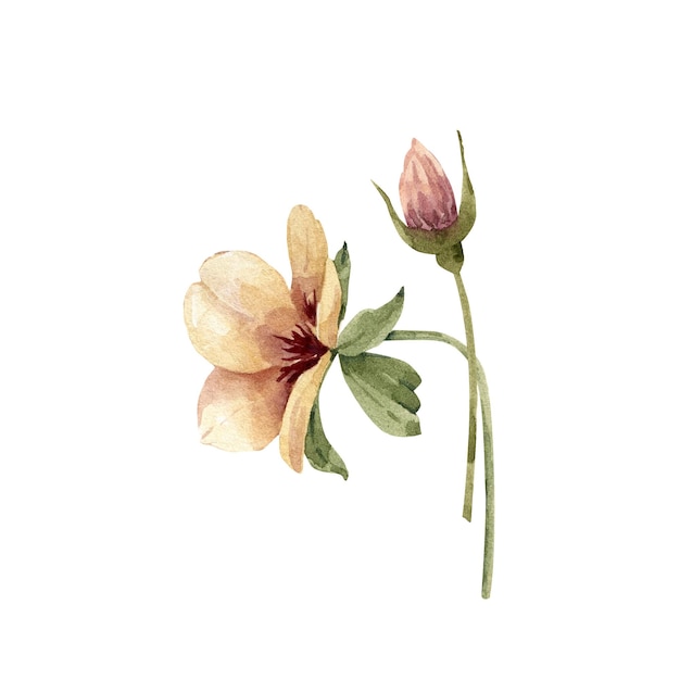 watercolor illustration yellow flower with bud