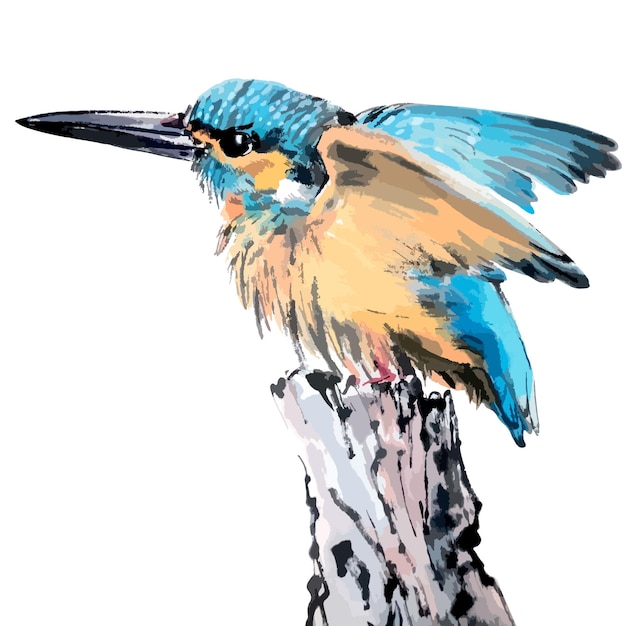 Vector watercolor illustrations of kingfisher sitting on a lotus branch