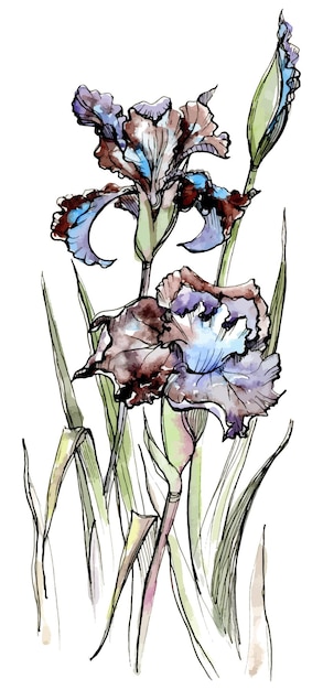 Watercolor and ink hand drawn iris flowers and leaves on stalk