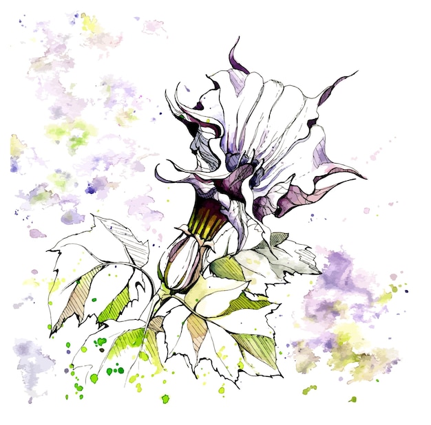 Watercolor and ink handdrawn datura flower