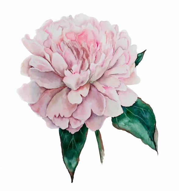 watercolor isolated peony pink pastel romantic wedding flowers