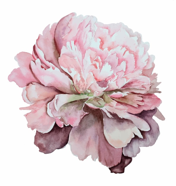 watercolor isolated peony pink pastel romantic wedding flowers