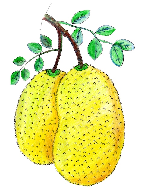 watercolor jackfruit with branch and green leaves background