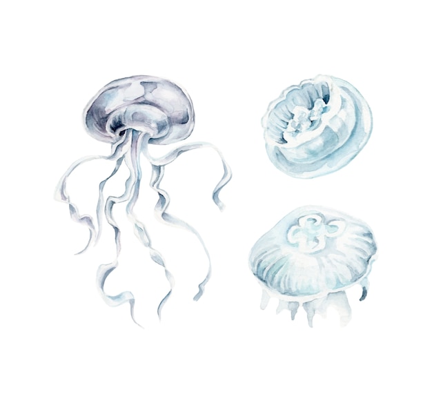 Watercolor jellyfish set