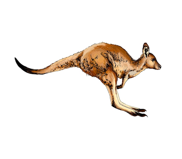 watercolor Kangaroo on white