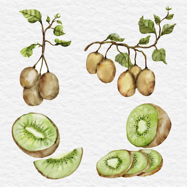 Watercolor kiwi and kiwi tree element clip art