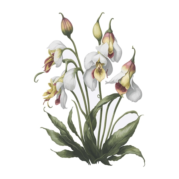 Watercolor ladys slipper floral a simple vector