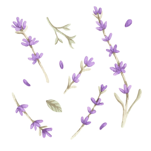 watercolor lavender of different variants