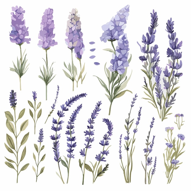 Watercolor lavender flower Clipart and French Farmhouse