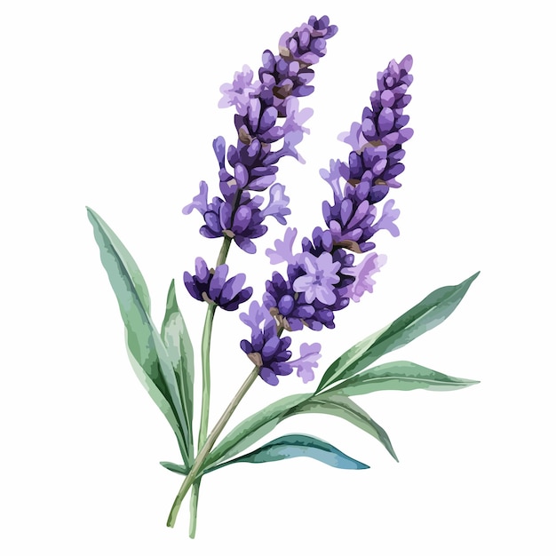 Watercolor Lavender Flowers Vector Painting