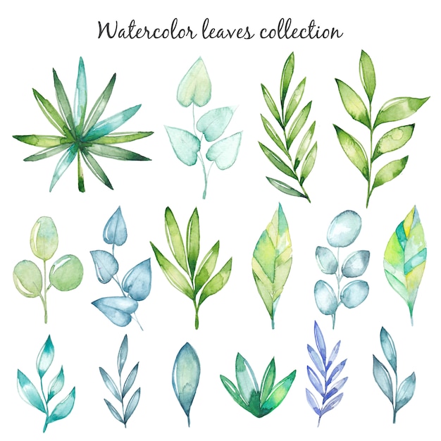 Watercolor leaf collection