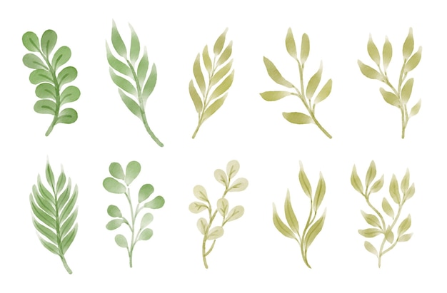 Watercolor leaves botanical vector hand drawn illustration