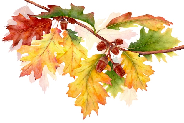 Watercolor leaves and branches in the autumn season