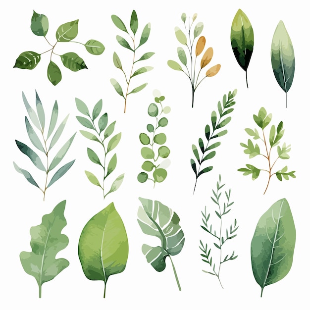 Watercolor leaves set illustration