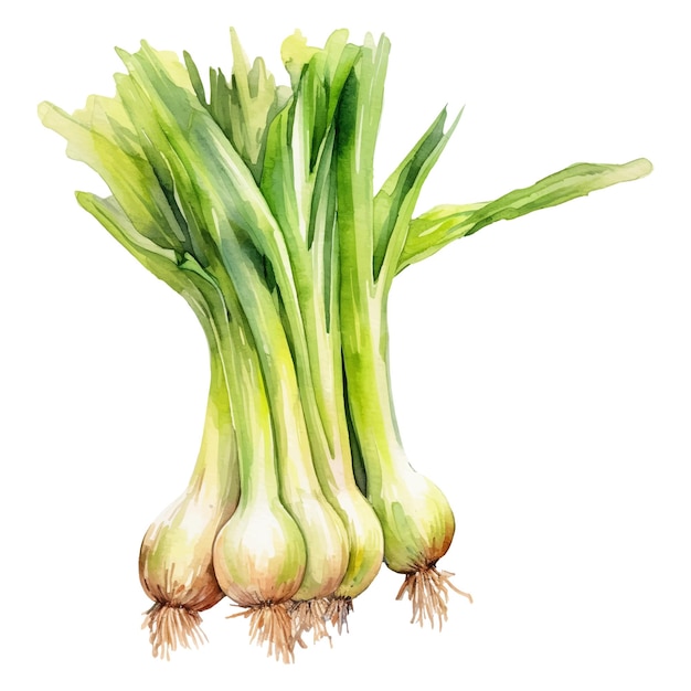 Watercolor Leek Illustration Handdrawn fresh food design element isolated on a white background