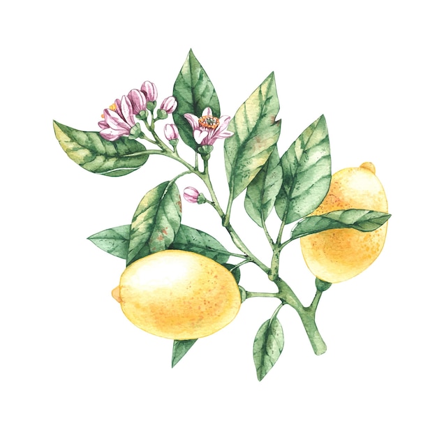 Watercolor lemon branch