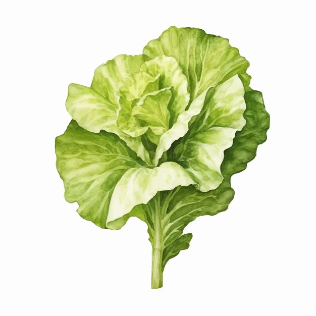 Vector watercolor lettuce isolated white background