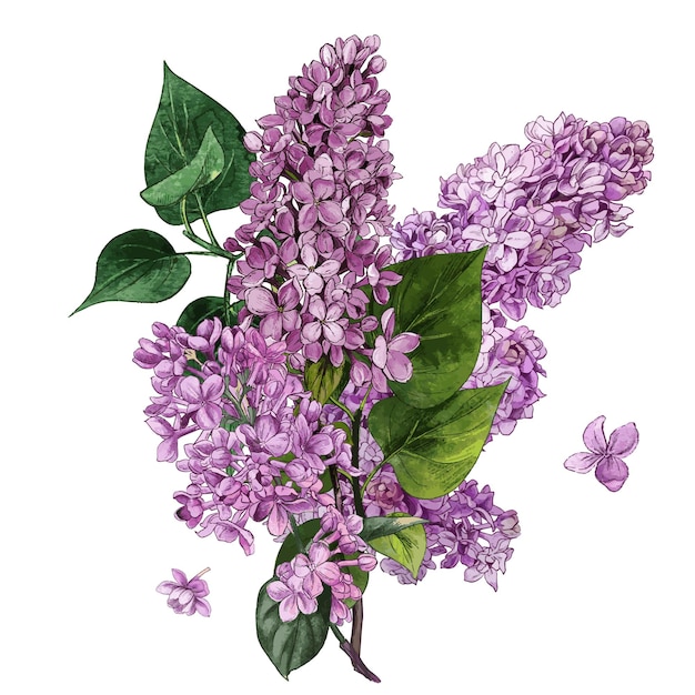 Watercolor lilac flowers and leaves lilac bouquet