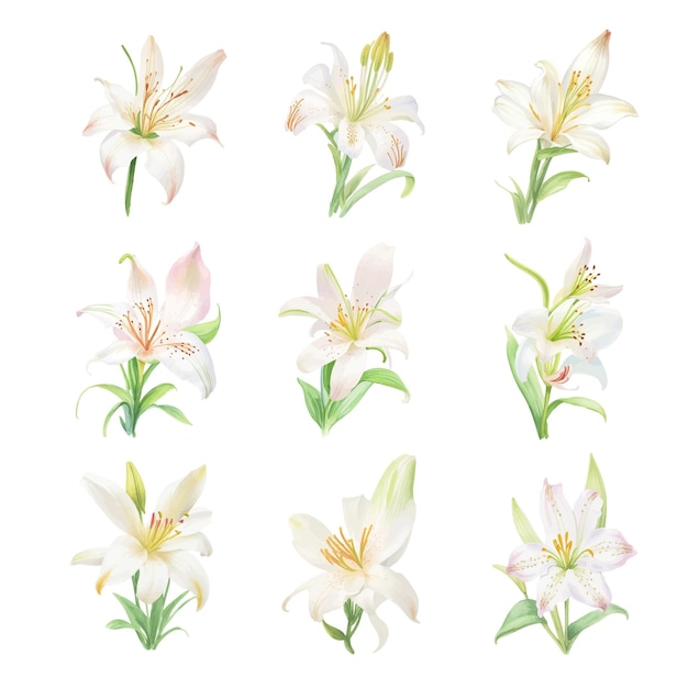 Watercolor lily flowers isolated on white background Vector illustration