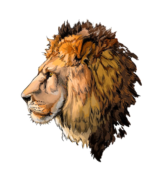 watercolor Lion head portrait on white