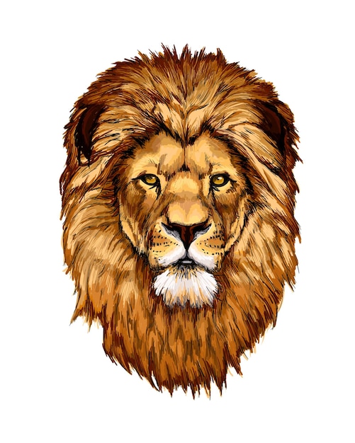 watercolor Lion head portrait on white