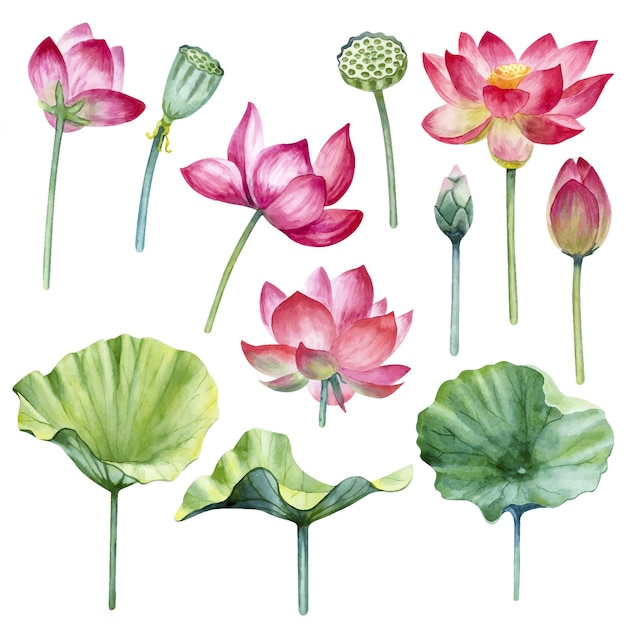 Watercolor lotus flowers, leaves, buds and seeds set isolated on a white background.