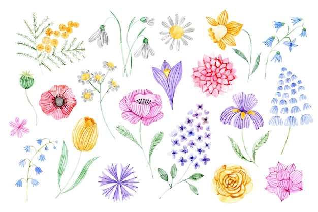 Watercolor lower collection isolated on white wildflowers illustration