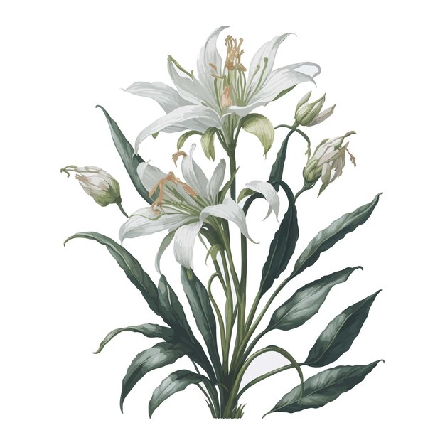 Watercolor madonna lily a simple vector