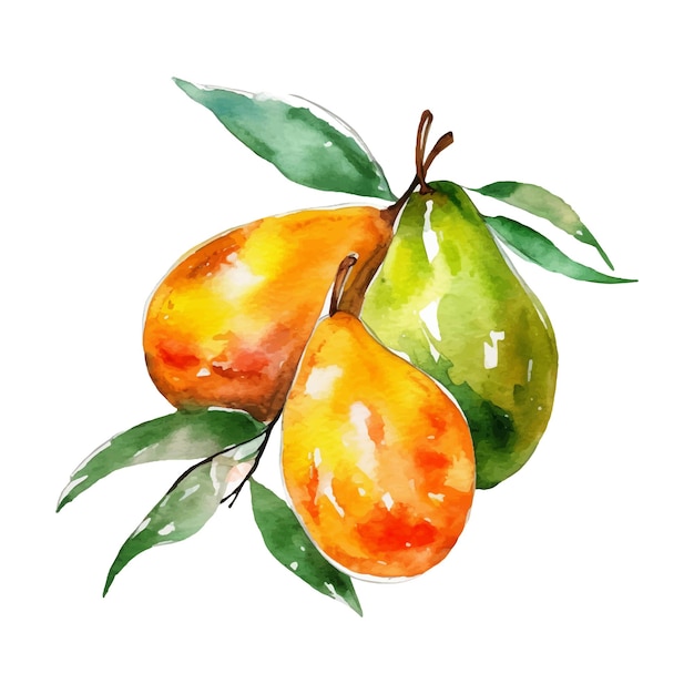 Watercolor Mangoes Illustration Handdrawn fresh food design element isolated on a white background